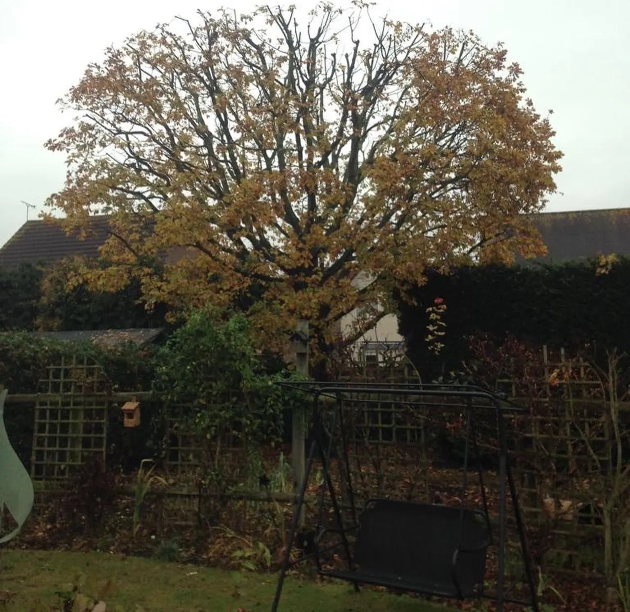 The same oak after crown reduction, with a tidy rounded canopy and more light reaching the garden