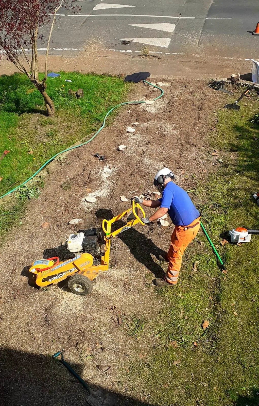 Stump grinding close to a house with the property sheeted for protection