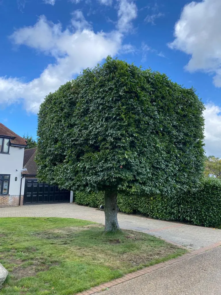 Formal box-shaped tree on a driveway maintained by regular crown reduction and shaping