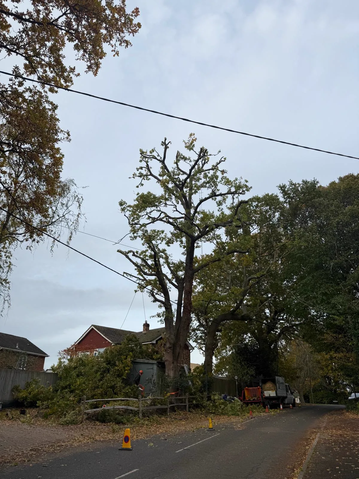 Tall tree reduced away from overhead power lines with the chipper truck parked below