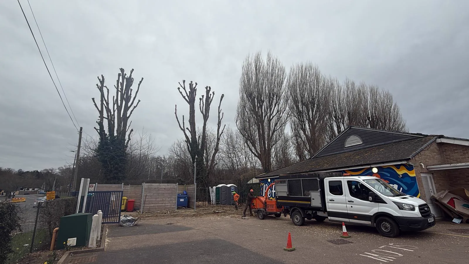 Row of poplars pollarded at a commercial site with the chipper and tipper on site