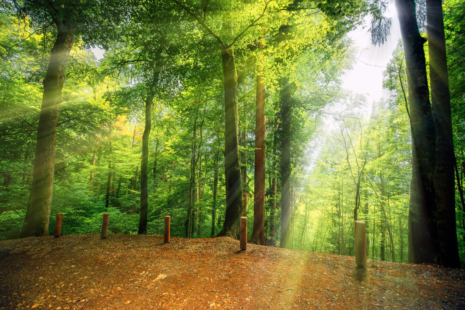 Sunlight through a mature broadleaf woodland canopy on the Surrey, Kent and Sussex borders