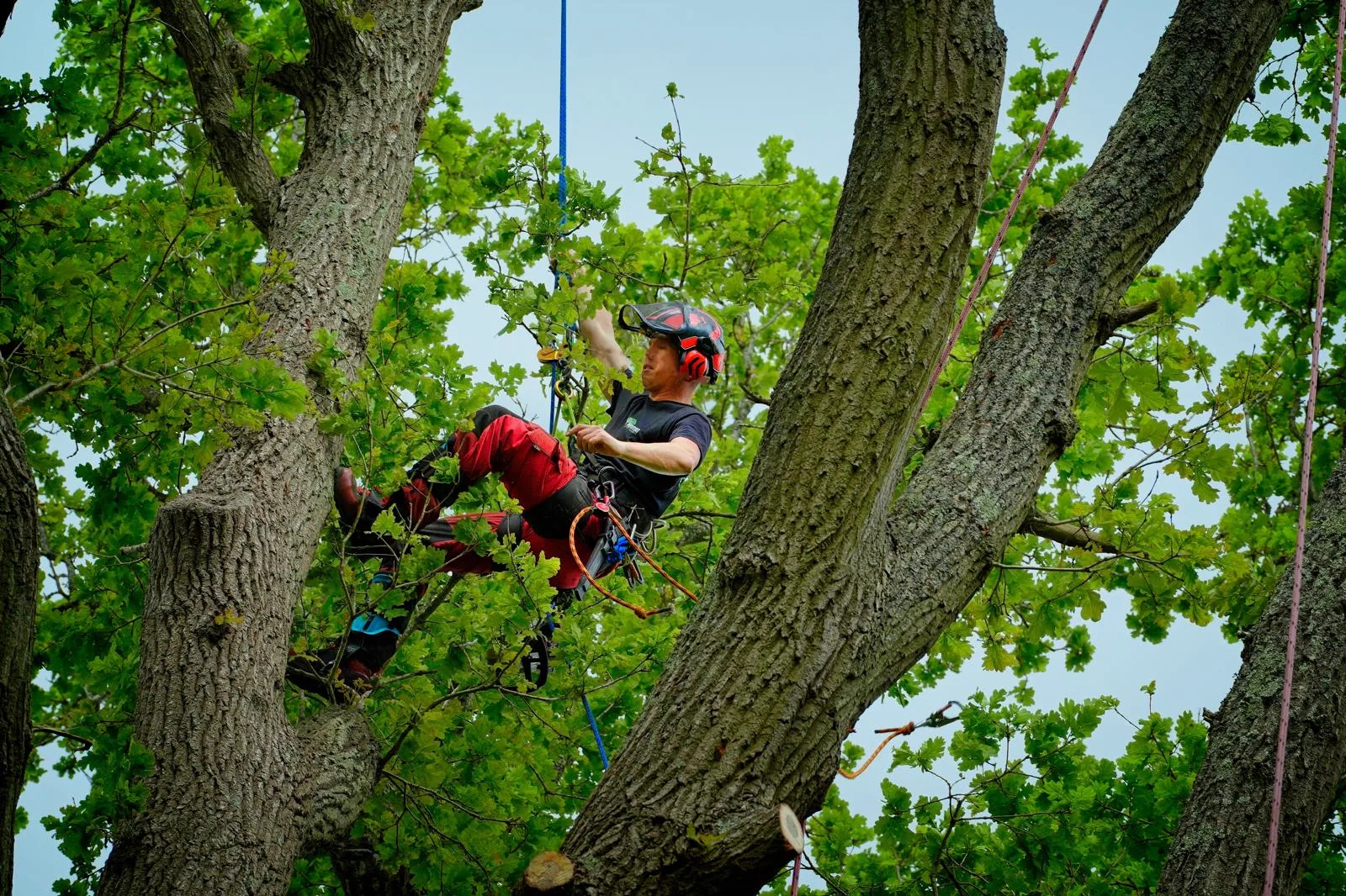 Tree surgeon moving through the canopy of a mature oak on rope