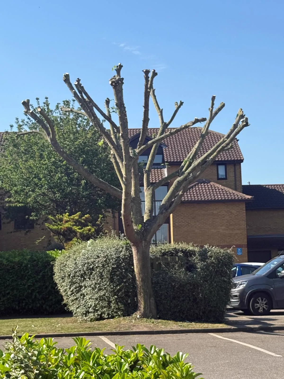Car park tree cut back to a pollarded framework for ongoing management