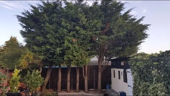 Row of tall overgrown conifers along a garden boundary before removal by Newton's Tree Services