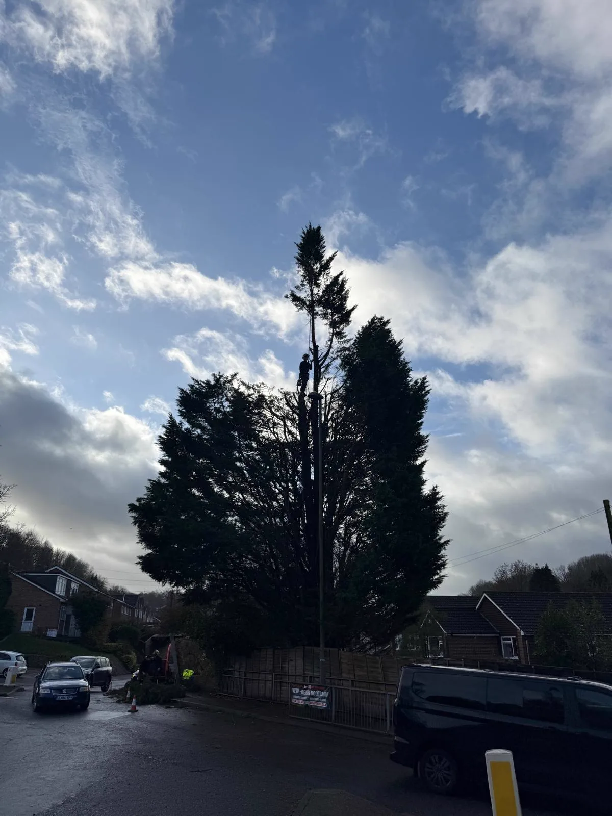 Tall roadside conifer being taken down section by section from the top