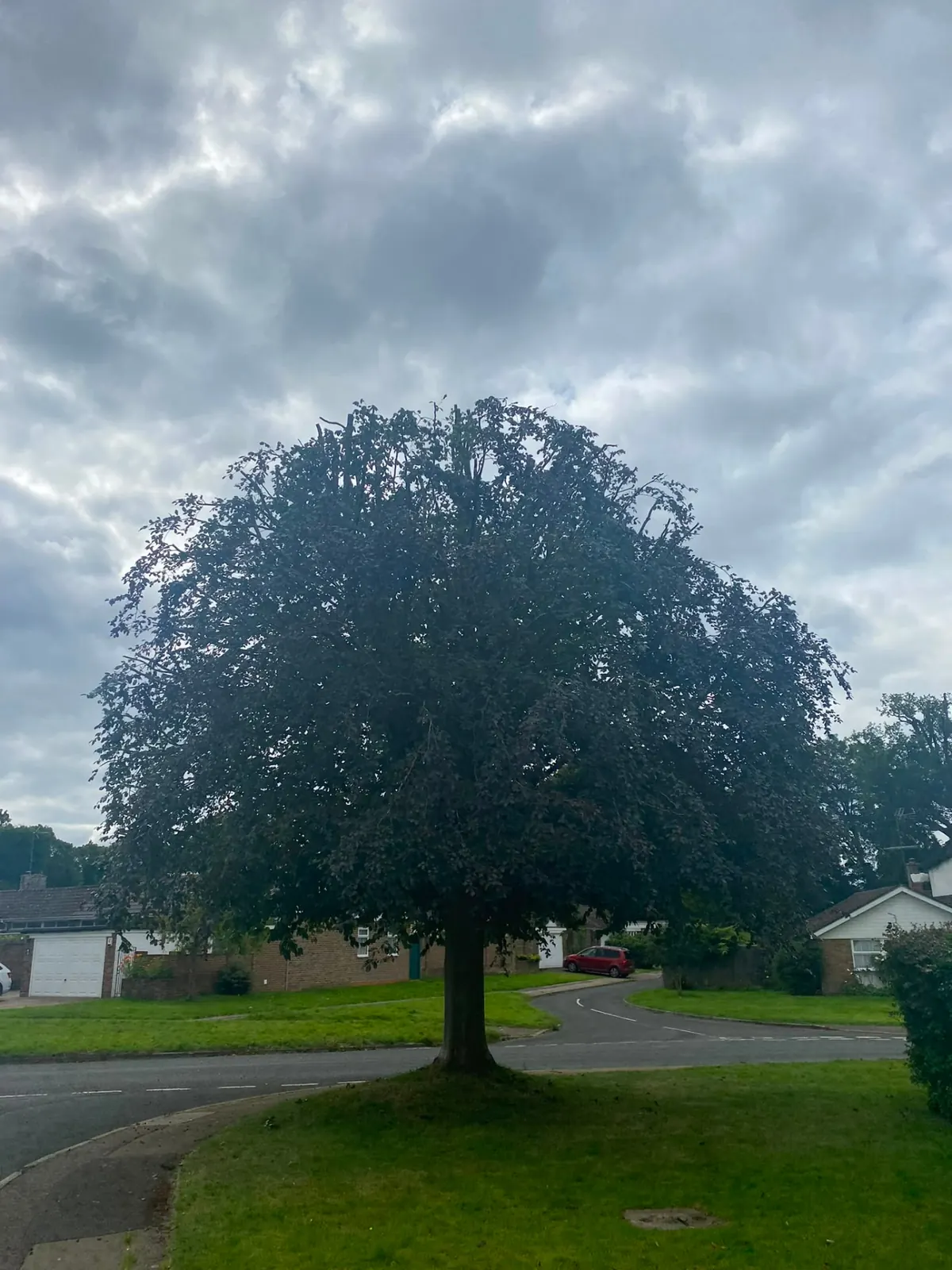 The same copper beech after crown reduction, showing a balanced branch structure and reduced canopy spread