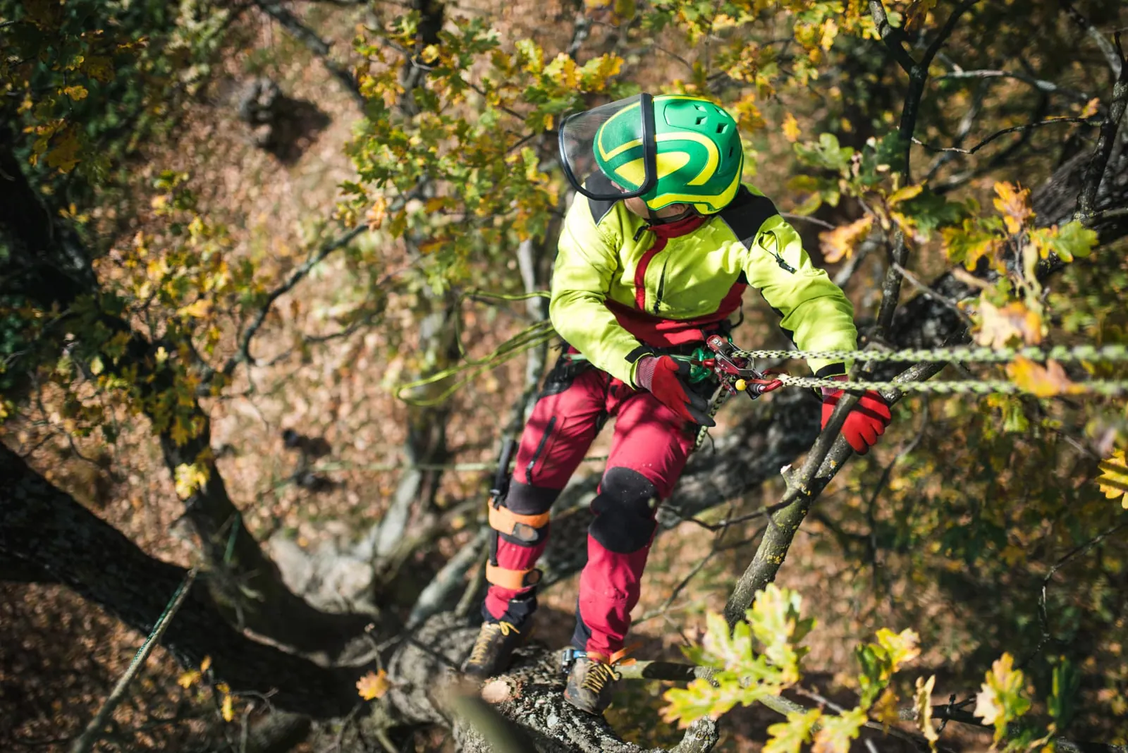 Arborist in full climbing kit rigging a heavy oak limb for a controlled lower