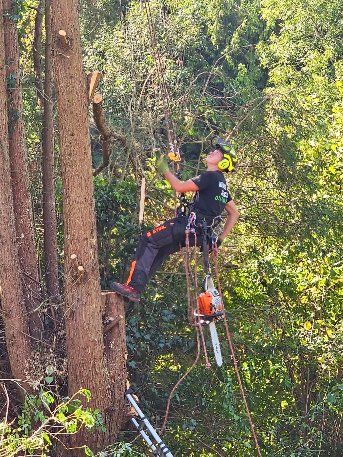 Roped arborist sectioning a large trunk with a chainsaw during a technical tree removal