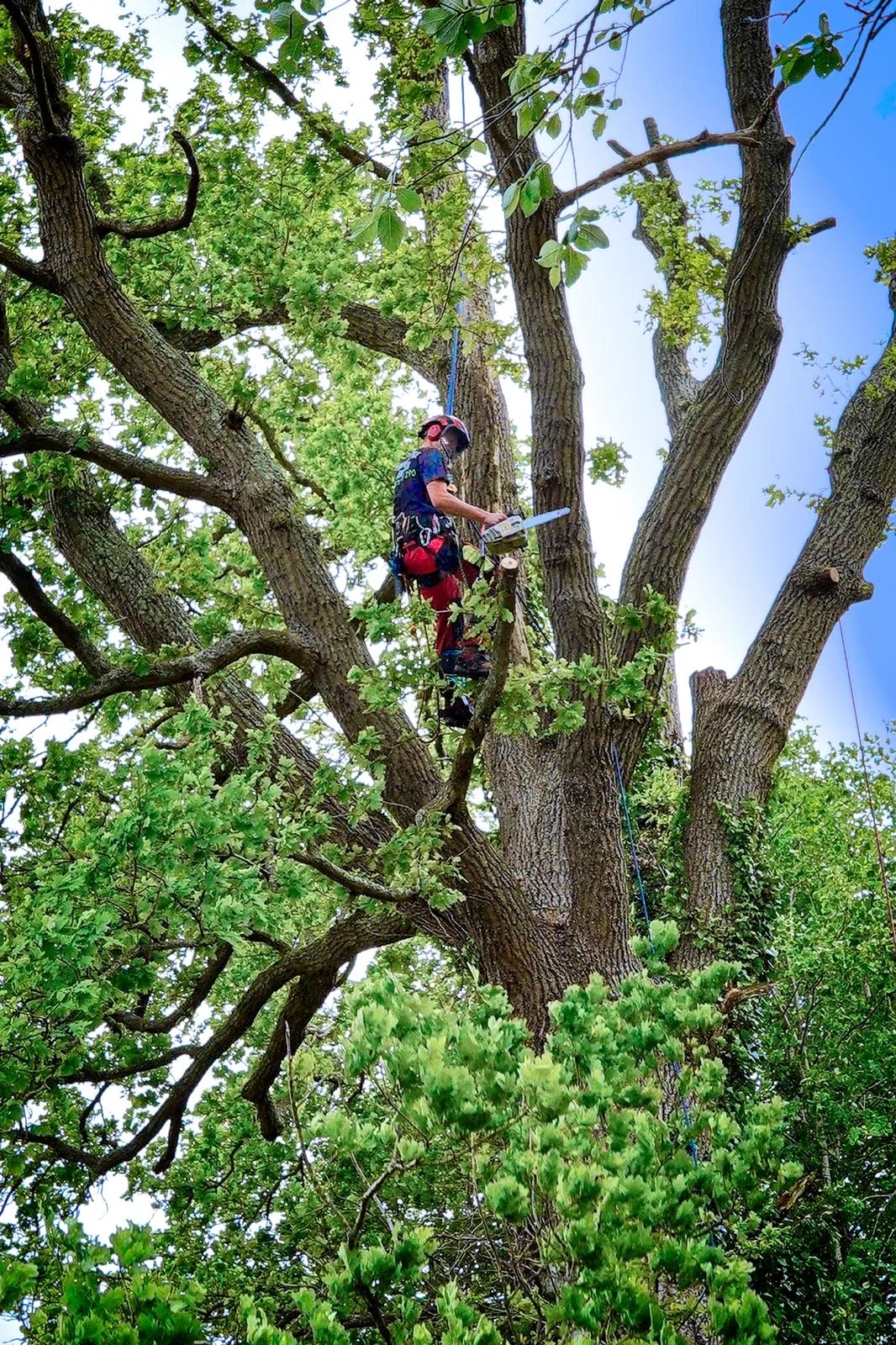 Climber high in a large oak preparing to prune a lateral limb