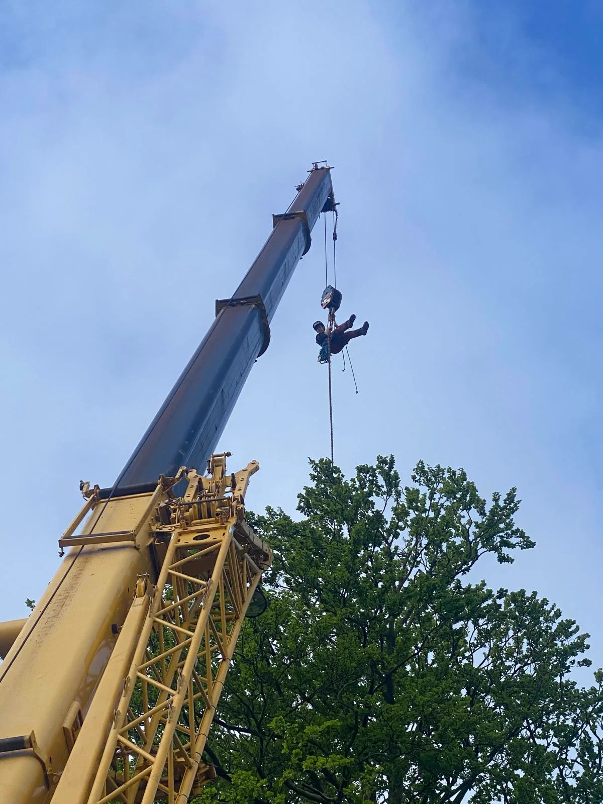 Tree surgeon lowered by crane into the canopy of a tall tree during a crane assisted dismantle