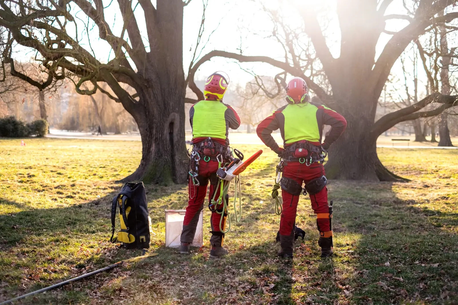 Two qualified arborists inspecting mature parkland trees during a tree survey