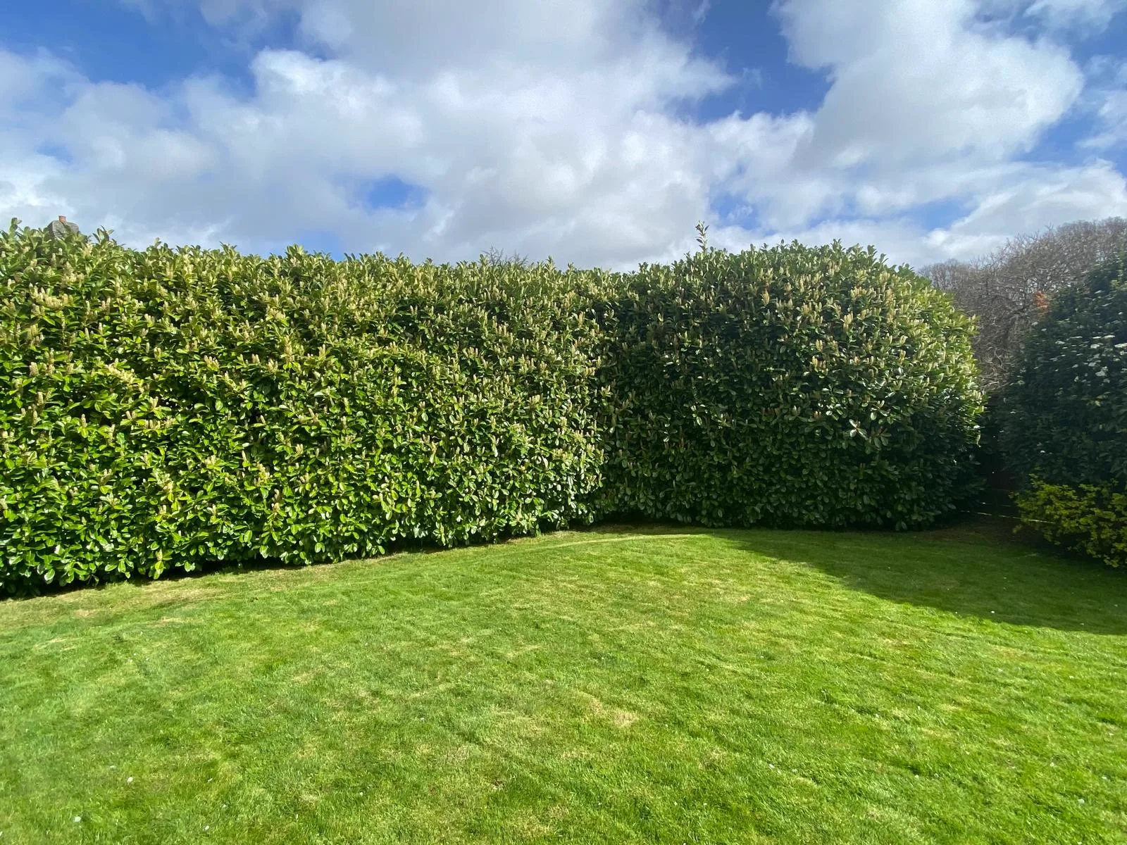 Garden tree cut back to a pollarded framework beside a garden office
