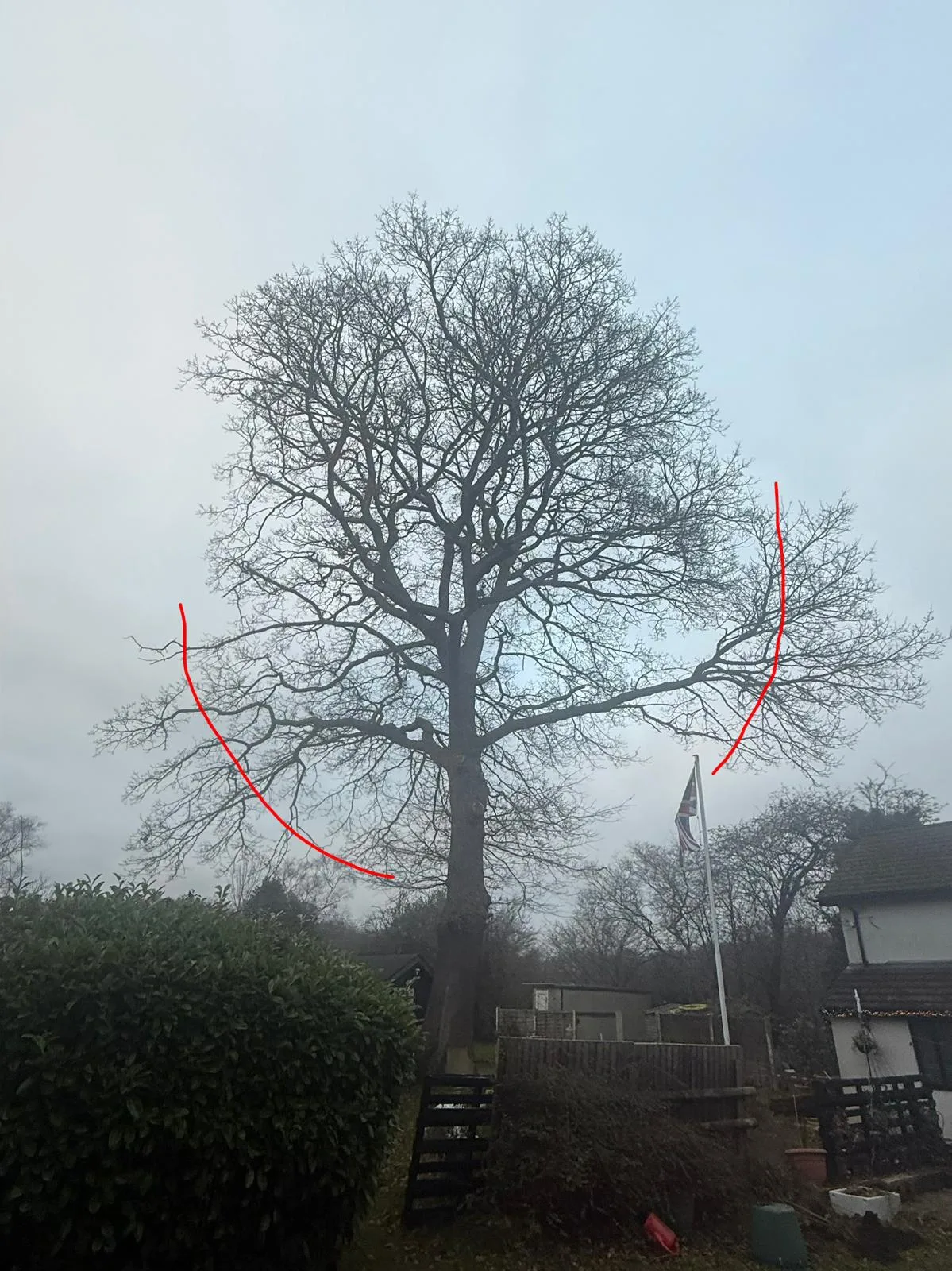 Mature oak marked up with red cut lines showing a lateral reduction back from the house and boundary