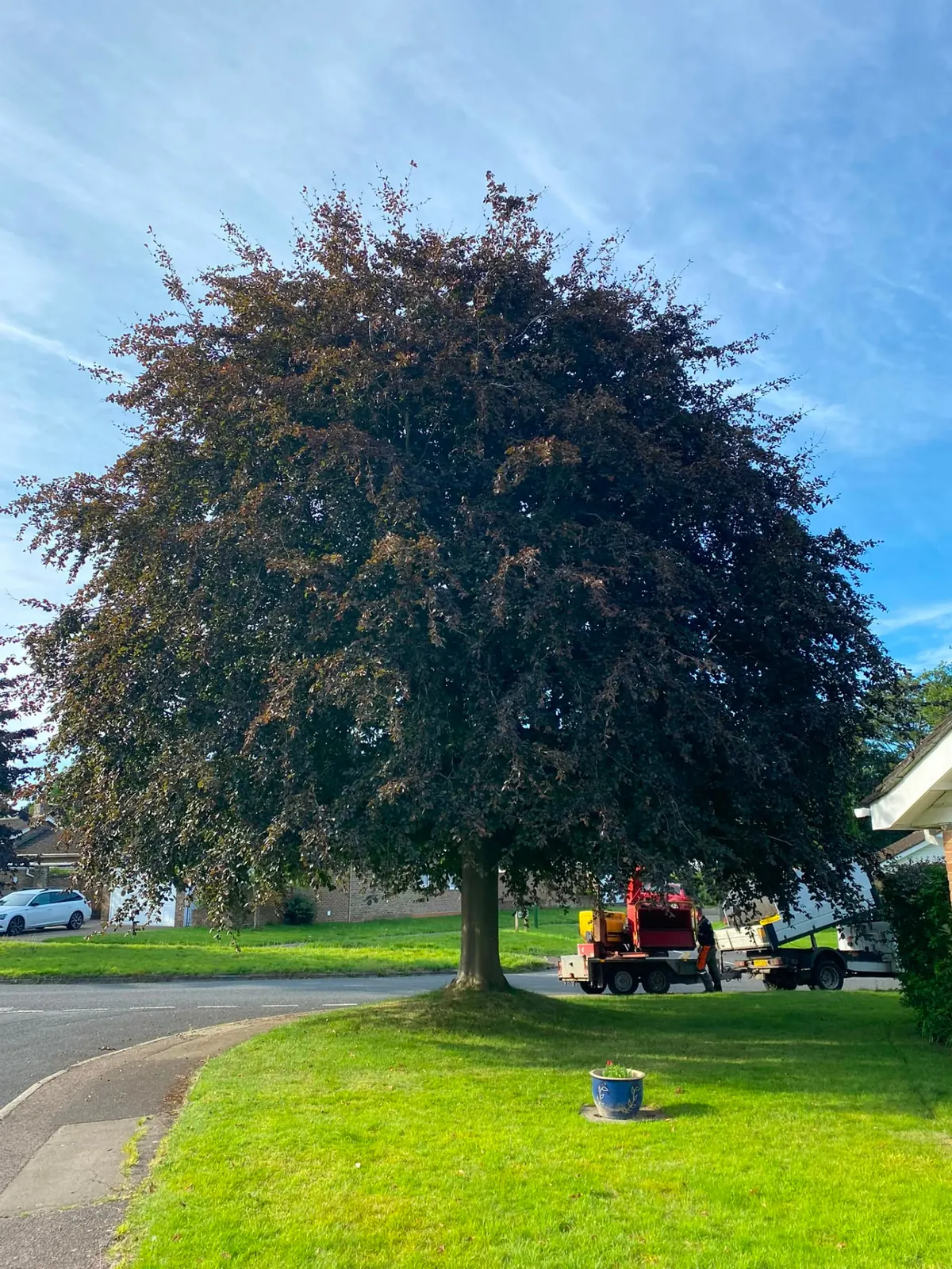 Mature copper beech in full leaf on a residential lawn before crown reduction by a Surrey tree surgeon