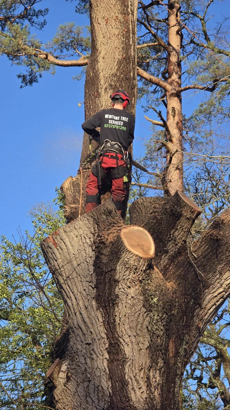 Climber sectioning a pine trunk with a chainsaw during a dismantle