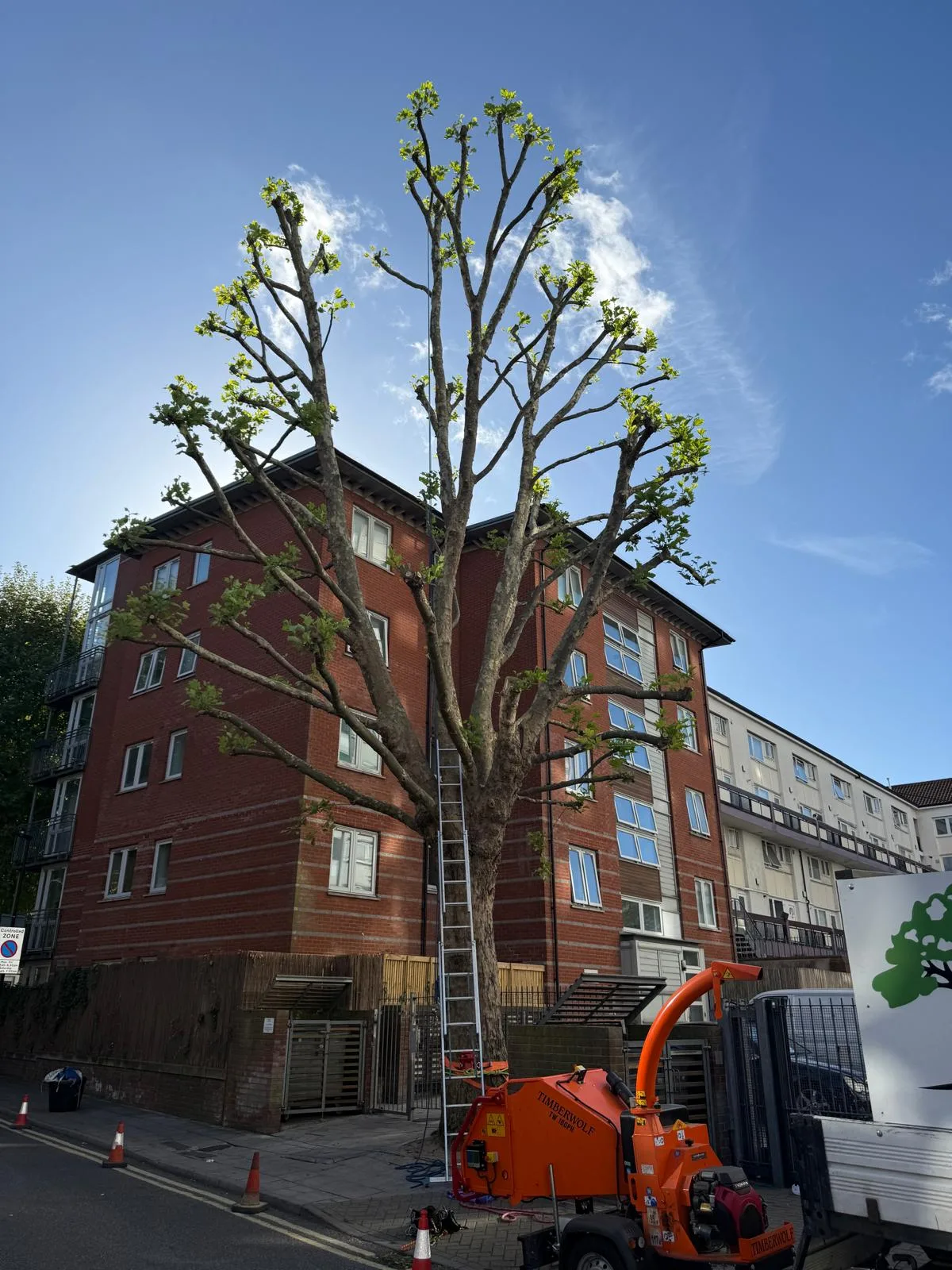 Mature street tree pollarded back to a strong framework of limbs beside a block of flats, with chipper and cones set out below