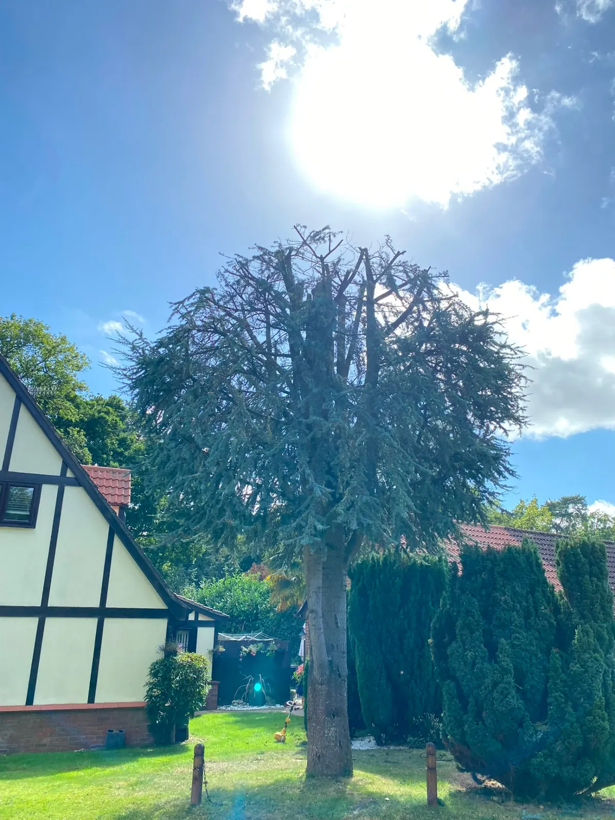 Cedar after crown reduction, reshaped and lifted clear of the cottage roof line
