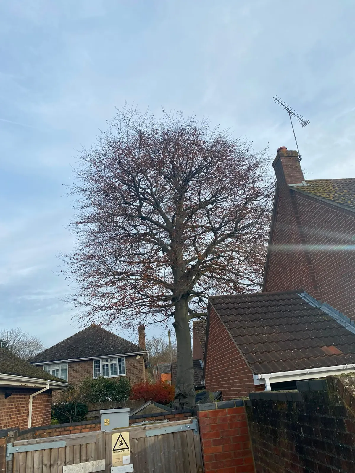 Large bare-limbed tree standing between two houses in a residential garden on the Surrey and Kent border