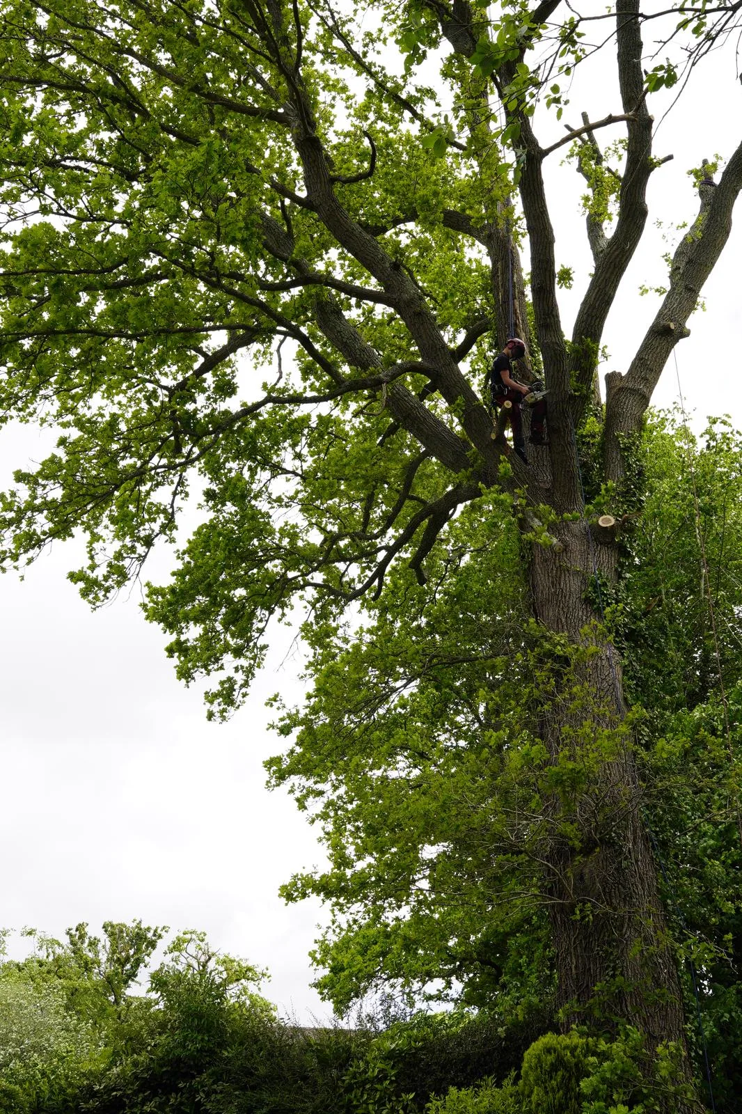 Arborist roped into a tall oak trunk while pruning at height