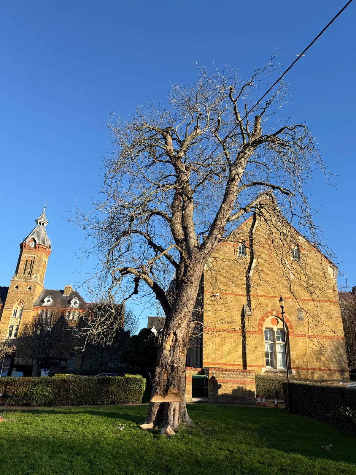 Large dead tree on a green beside a Victorian building before removal