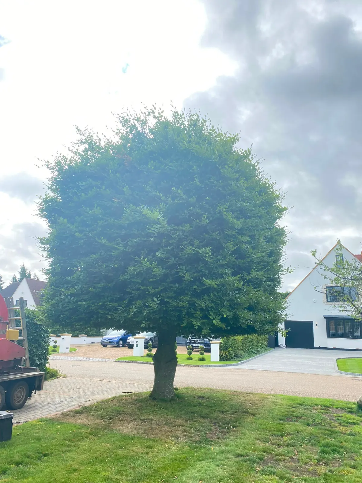Neatly reduced and rounded ornamental tree on a front lawn after tree surgery