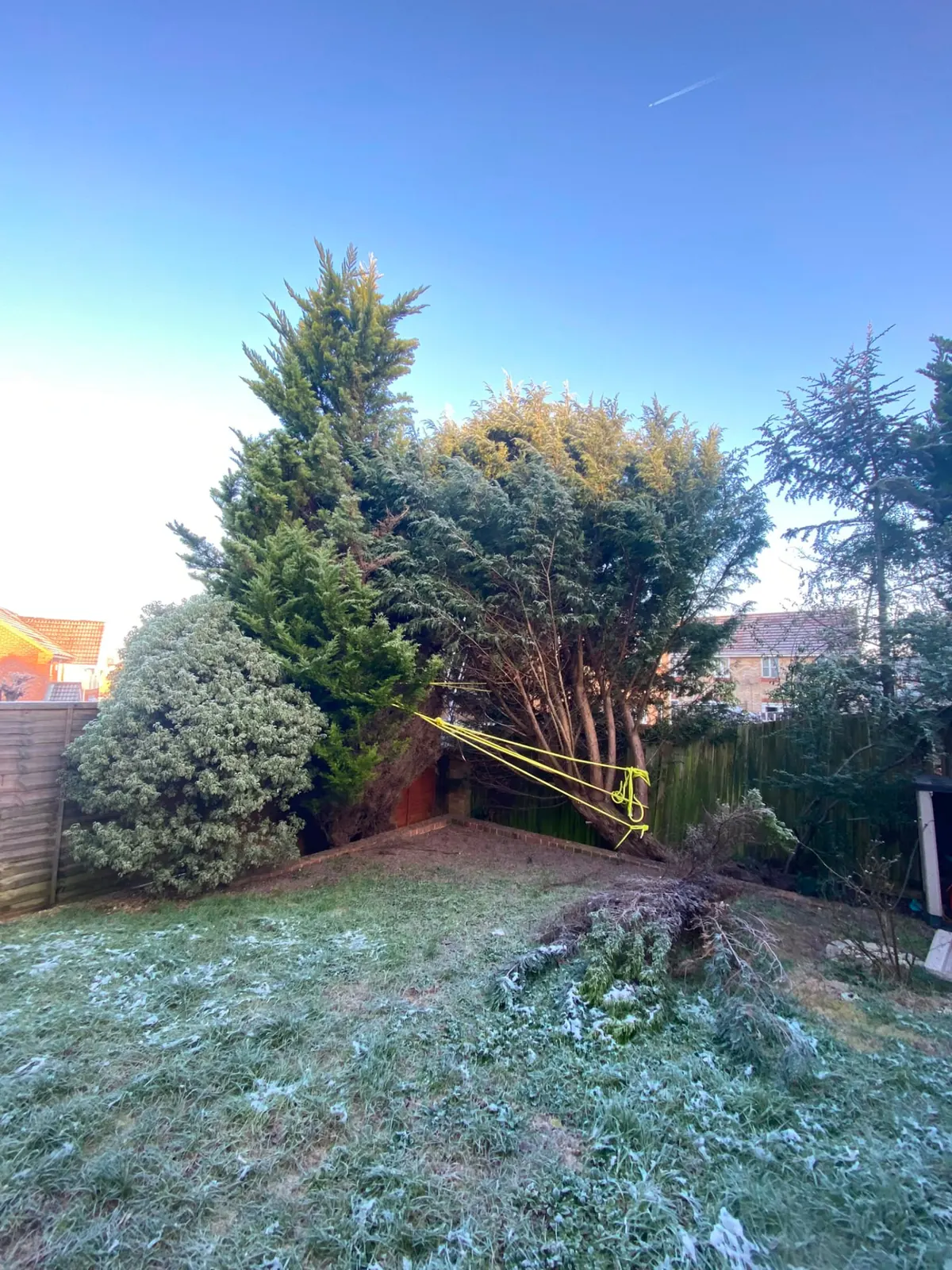 Large leaning conifer in the corner of a garden before a controlled tree removal