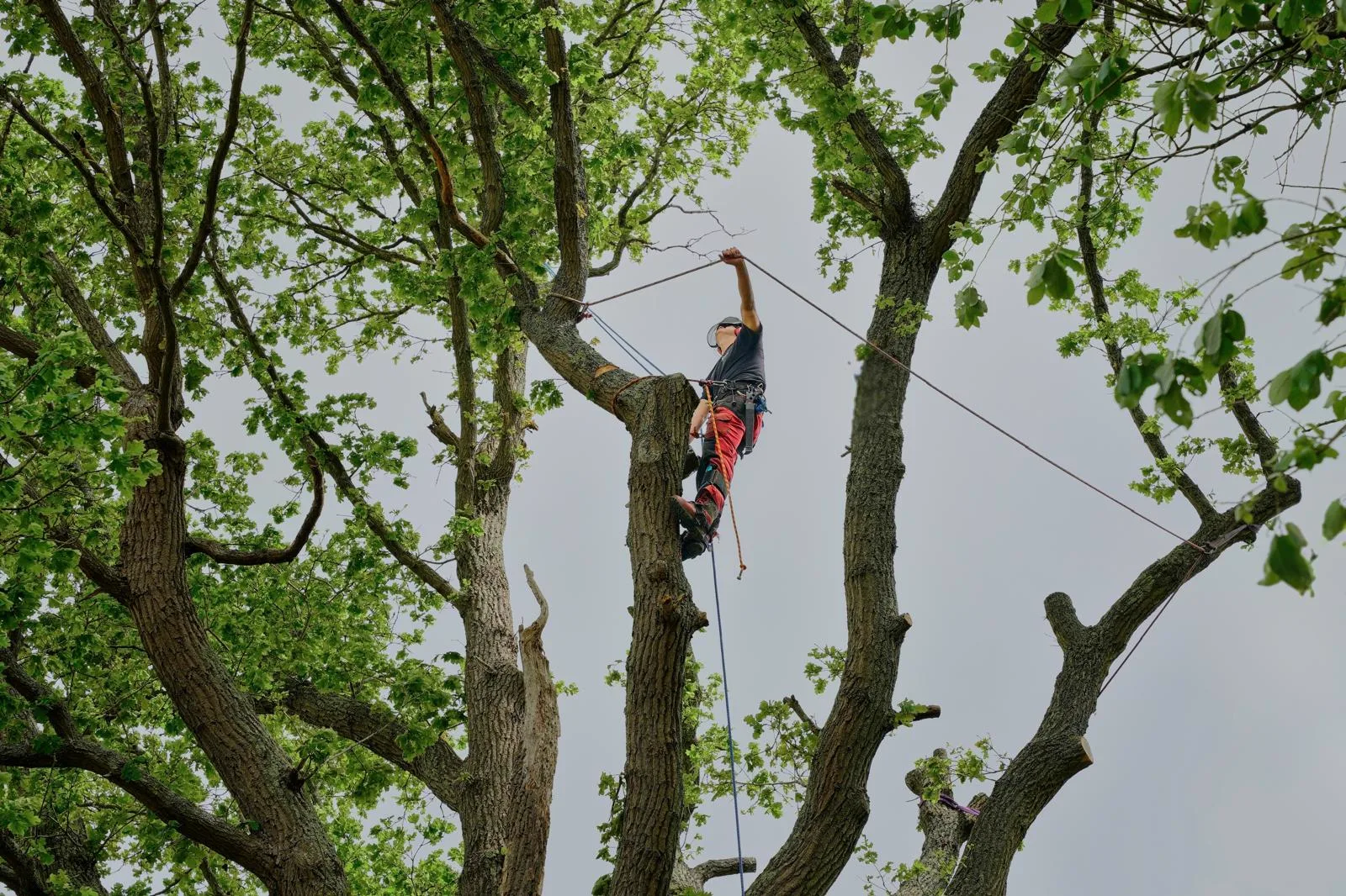 Tree surgeon setting rigging ropes between stems before a controlled dismantle