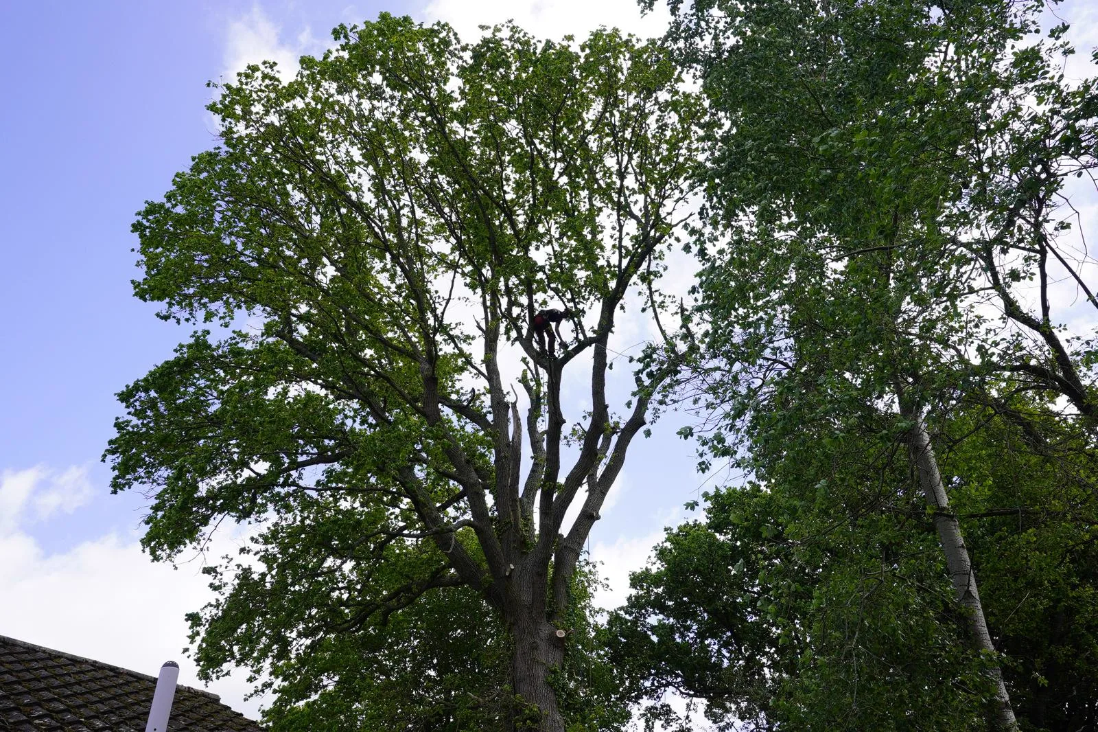 Climber working at the top of a tall tree above a house roof