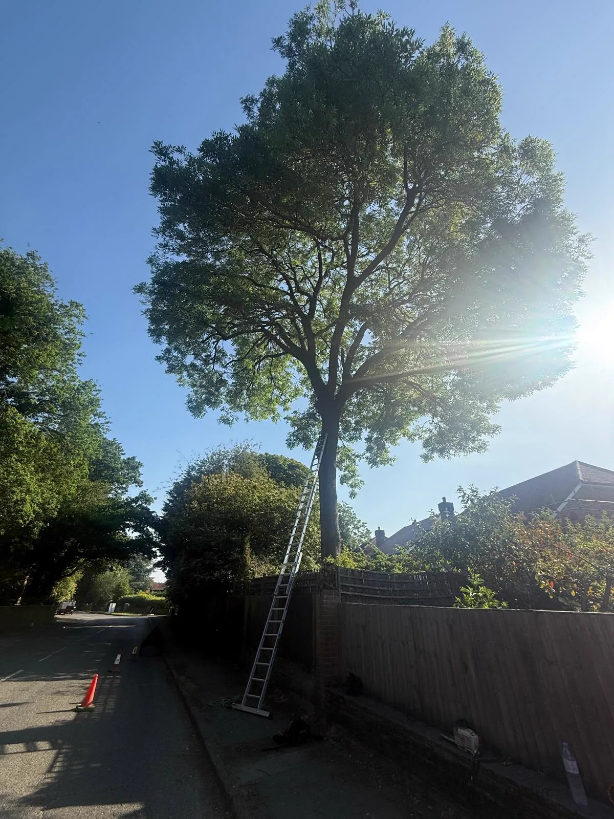 Ladder set against a roadside ash tree with cones out for a safe working area