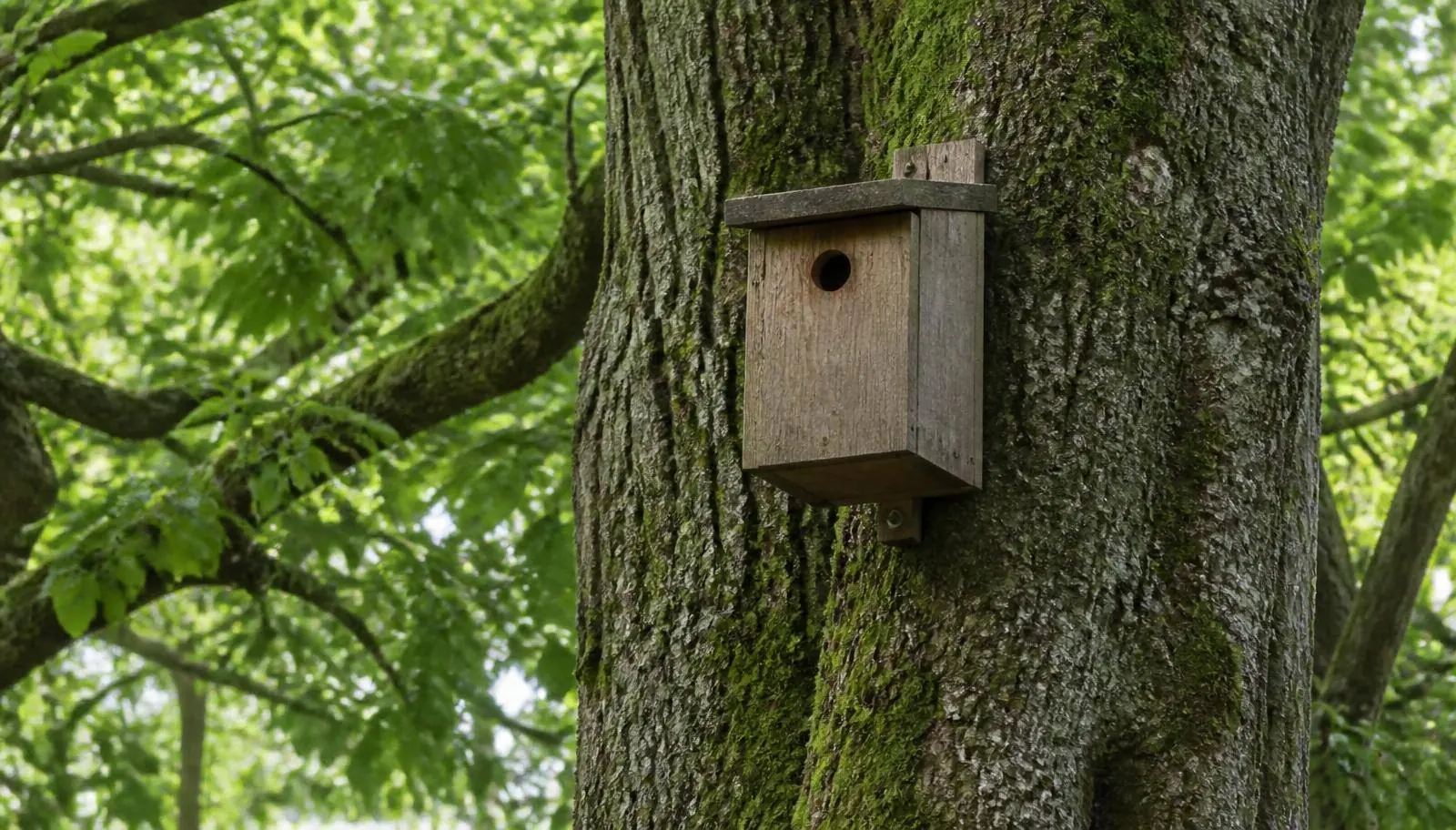 Wooden bird box fixed high on the mossy trunk of a mature oak tree