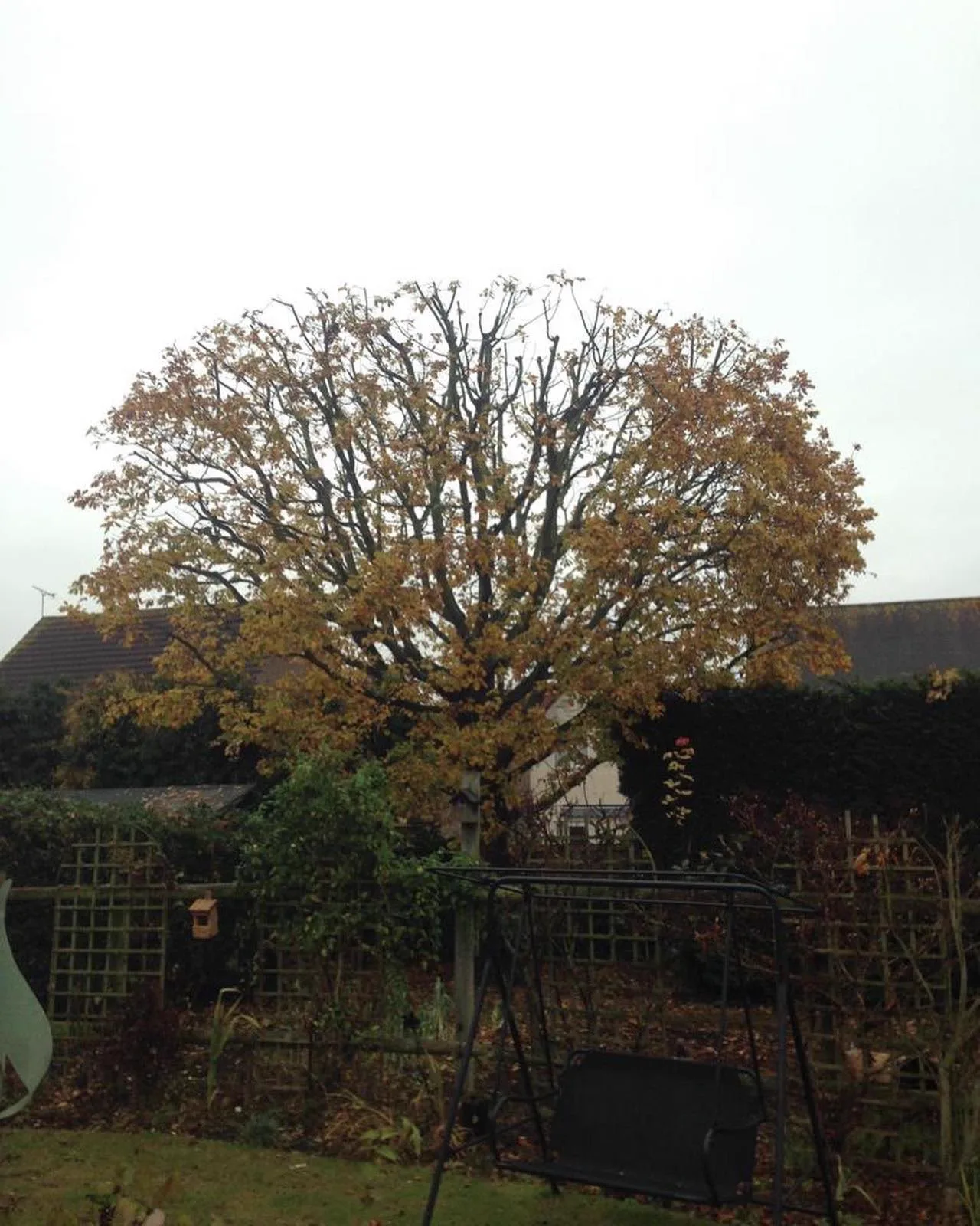 Mature garden tree after a careful canopy reduction, reshaped with a balanced, even crown