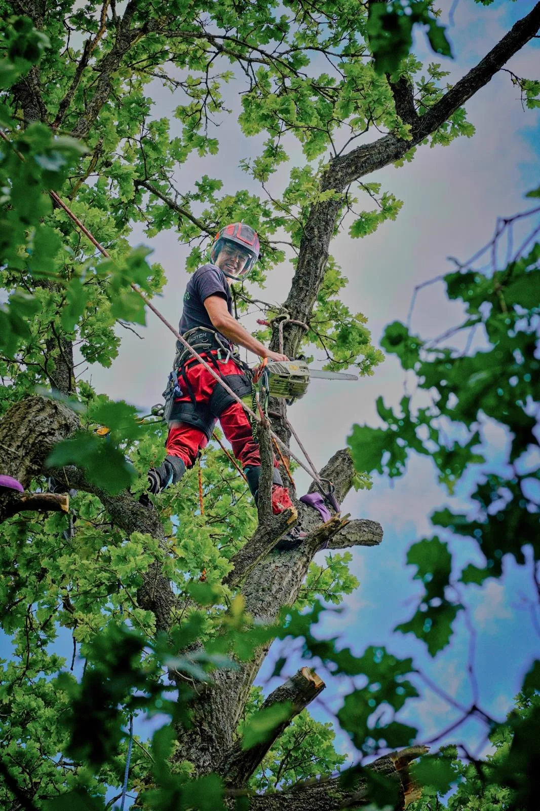 Climbing arborist removing deadwood limbs from the crown of a mature oak