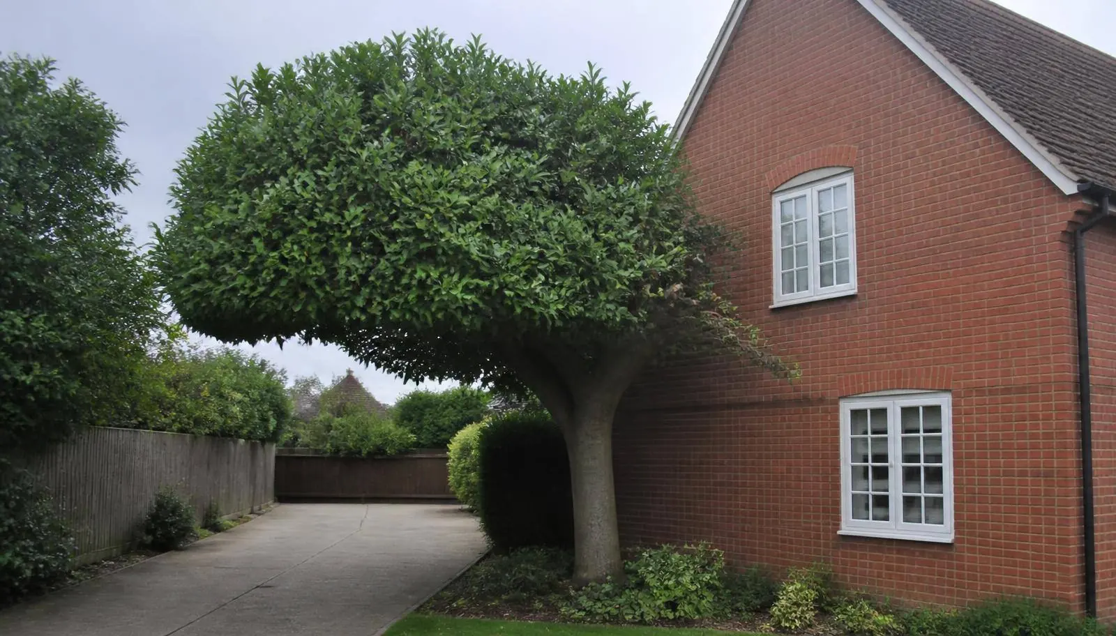 Tree pruned back on one side only, clear of a house wall, windows and driveway