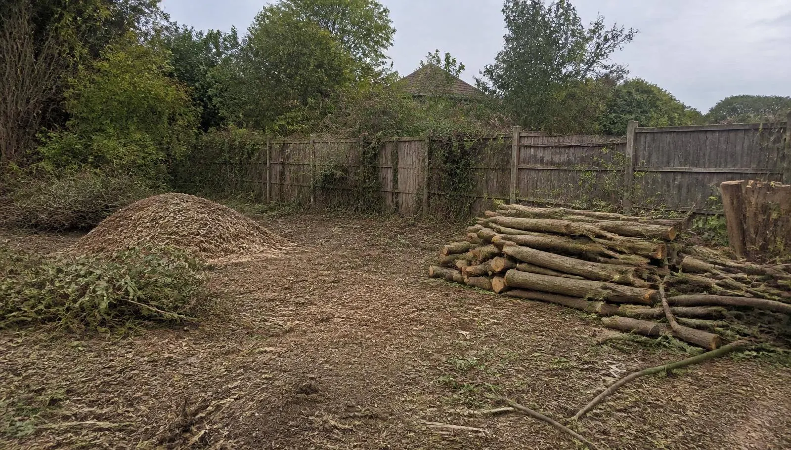 Overgrown garden plot cleared of scrub, with stacked logs and a pile of woodchip
