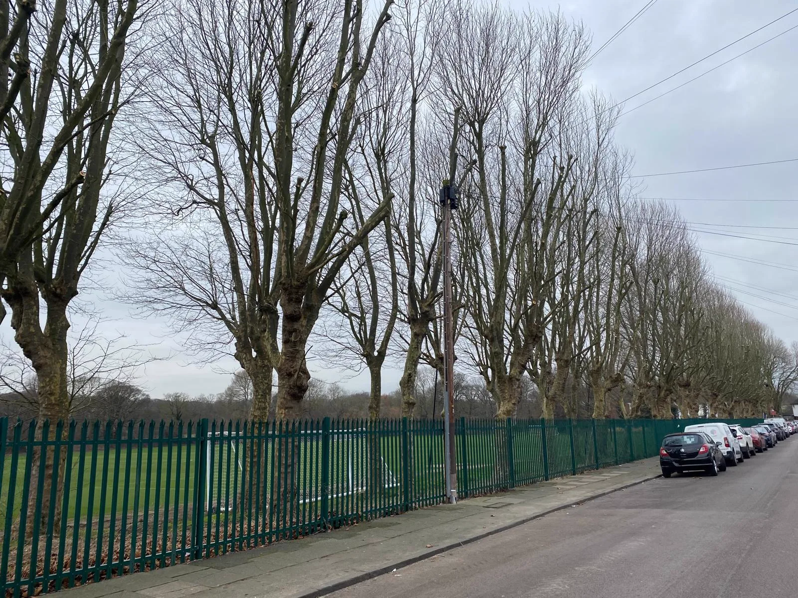 Avenue of protected pollarded plane trees lining a road in a conservation area