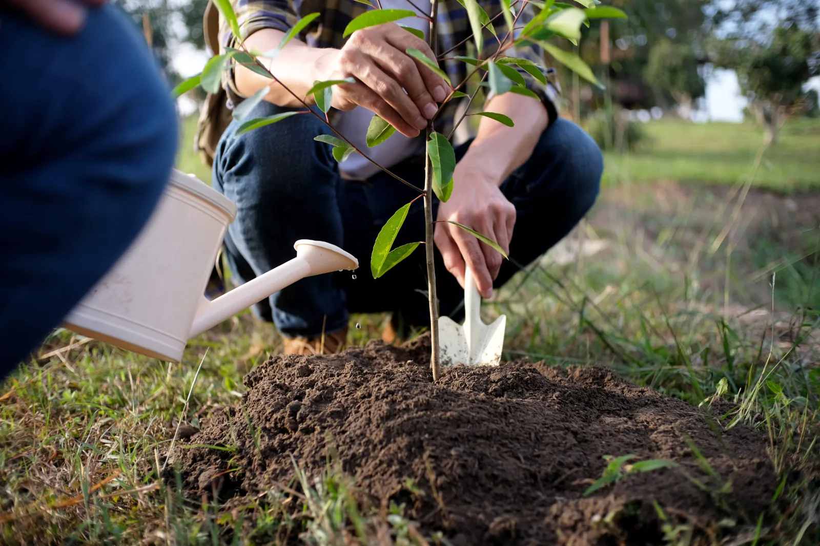 Young tree being planted and watered into freshly turned soil